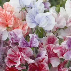 Sweet Pea 'Streamers Mix'