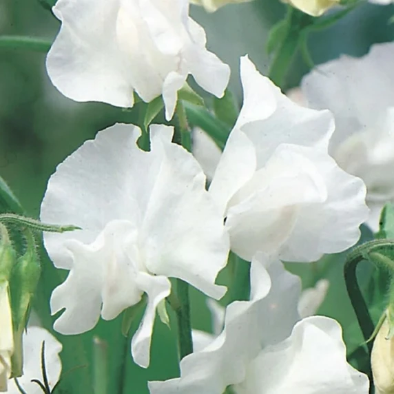 Sweet Pea 'Swan Lake'