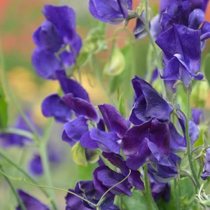 Sweet Pea 'Top Hat'