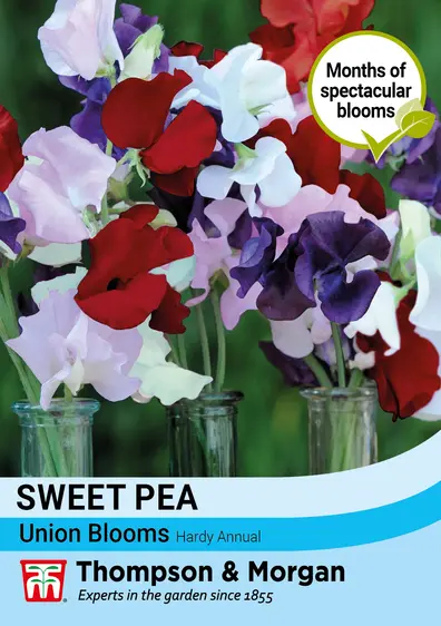 Sweet Pea Union Blooms Seeds - image 1