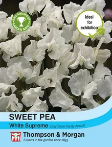 Sweet Pea White Supreme - image 1