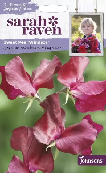 Sweet Pea Windsor - image 1