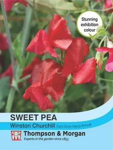 Sweet Pea Winston Churchill - image 1