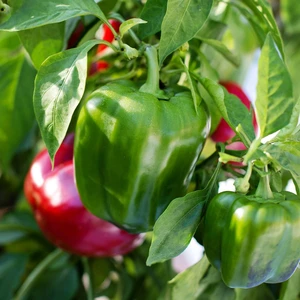 Sweet Pepper 'Green Bellboy'