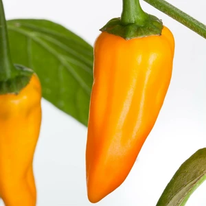 Sweet Pepper 'Yellow Bull Horn'