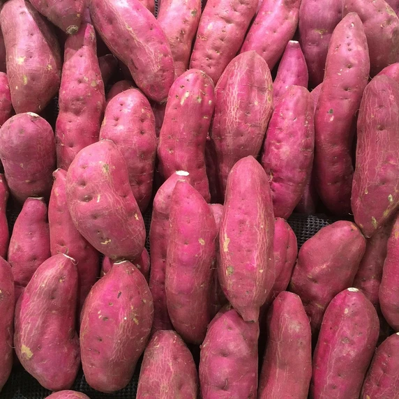 Sweet Potato 'Erato Violet'