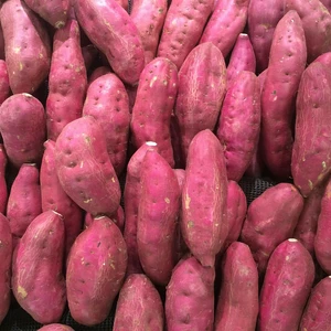 Sweet Potato 'Erato Violet'
