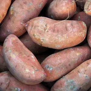 Sweet Potato 'Orleans'
