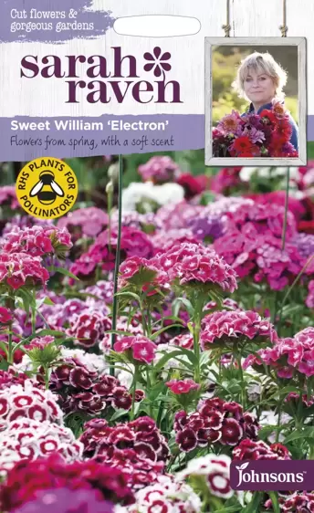 Sweet William Electron Mix - image 1