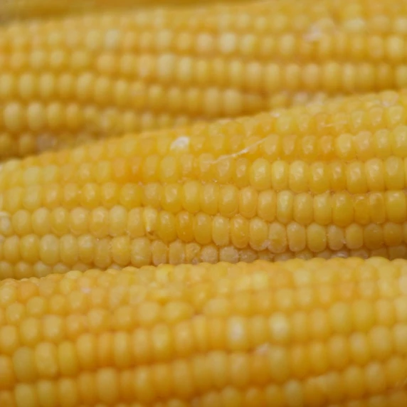 Sweetcorn 'Pot Of Gold' 8.5cm