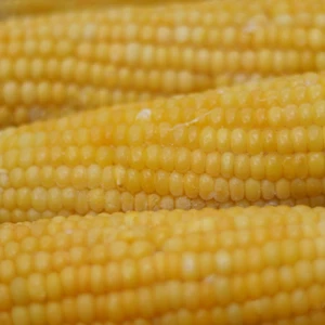 Sweetcorn 'Pot Of Gold' 8.5cm