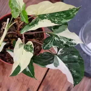 Syngonium podophyllum 'Albo Variegatum' 12cm - image 2