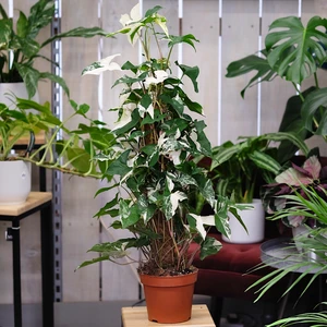 Syngonium podophyllum 'Albo Variegatum' 17cm - image 1