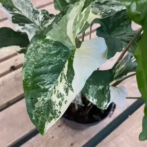 Syngonium podophyllum 'Albo Variegatum' 17cm - image 2