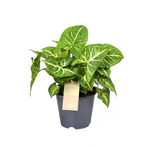 Syngonium 'Arrow' 14cm