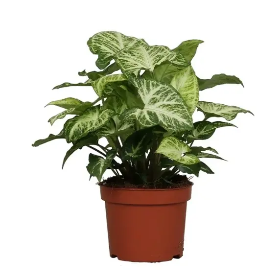 Syngonium 'Arrow' 12cm