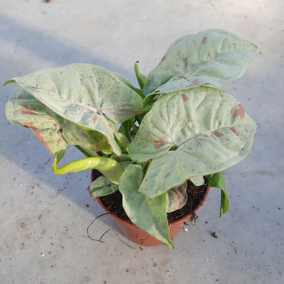 Syngonium 'Milk Confetti' 12cm