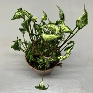 Syngonium 'Godzilla' - image 2