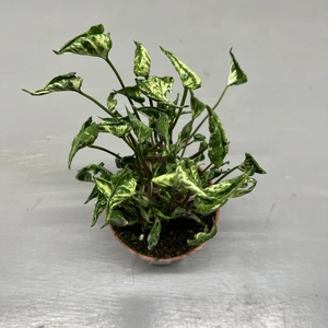 Syngonium 'Godzilla' - image 3