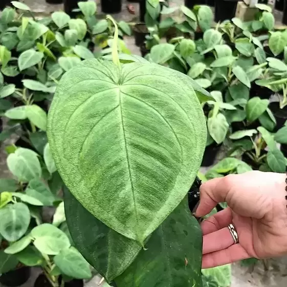 Syngonium 'Ice Frost'