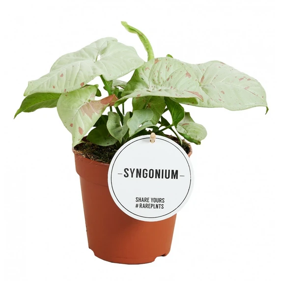 Syngonium 'Milk Confetti' 12cm - image 1