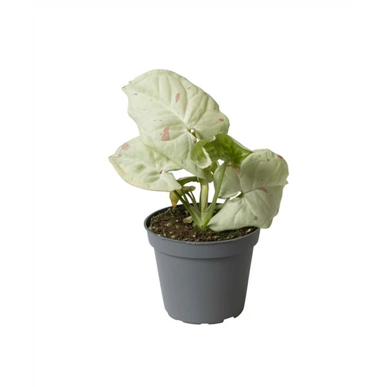 Syngonium 'Milk Confetti' 6cm