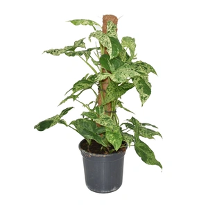 Syngonium 'Mottled' (Mojito) 16cm