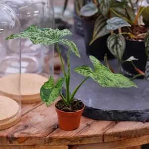 Syngonium 'Mottled' (Mojito) 12cm