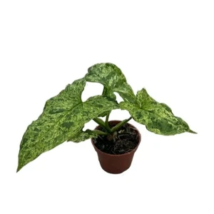 Syngonium 'Mottled' (Mojito) 6cm