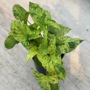 Syngonium 'Mottled' (Mojito) 14cm