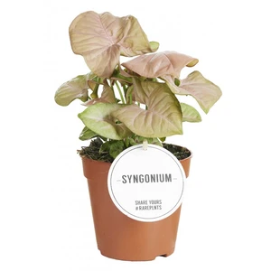 Syngonium 'Neon Robusta' 12cm