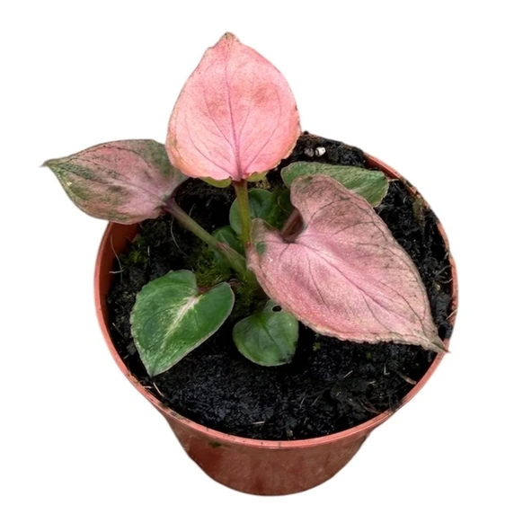 Syngonium 'Pink Perfection' - image 1