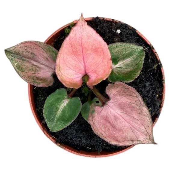 Syngonium 'Pink Perfection' - image 2