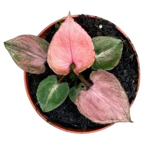 Syngonium 'Pink Perfection' - image 2