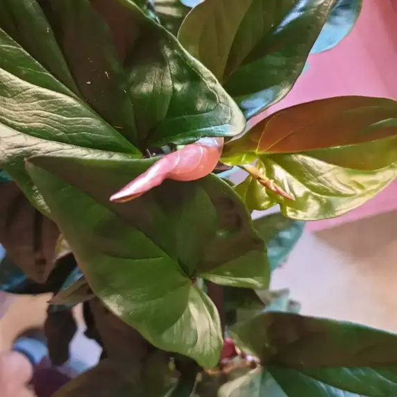 Syngonium erythrophyllum 'Red Arrow' 16cm