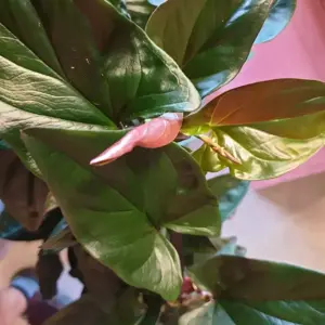 Syngonium erythrophyllum 'Red Arrow' 16cm