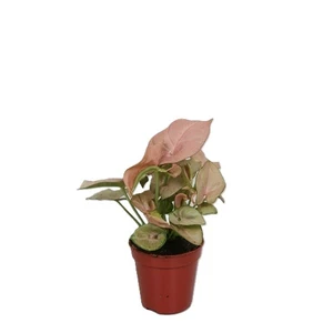 Syngonium 'Red Heart' 5cm