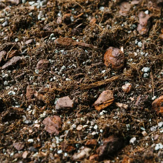 Syngonium Soil Mix Blend 2.5L - image 1