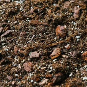 Syngonium Soil Mix Blend 2.5L - image 1