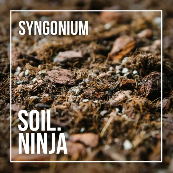 Syngonium Soil Mix Blend 2.5L - image 2