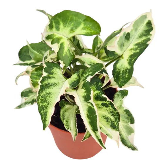 Syngonium 'Starlite'