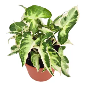 Syngonium 'Starlite' 7cm