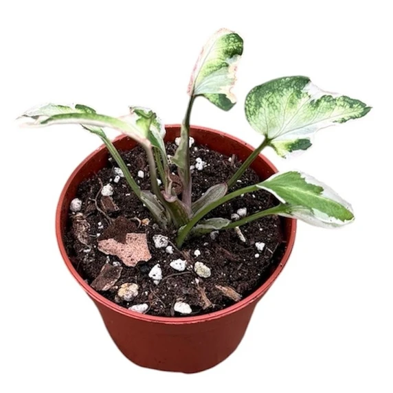Syngonium 'Starlite' 6cm - image 1