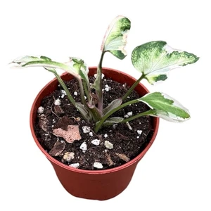 Syngonium 'Starlite' 6cm