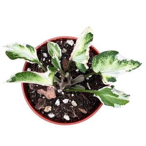 Syngonium 'Starlite' 6cm - image 2