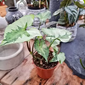 Syngonium 'Three Kings' - image 3