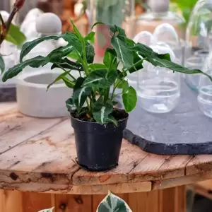 Syngonium wendlandii 12cm - image 2