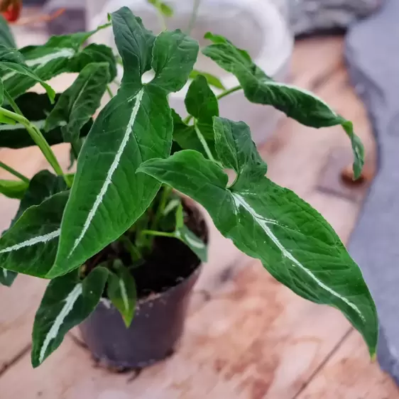 Syngonium wendlandii 12cm - image 1