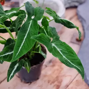 Syngonium wendlandii 12cm