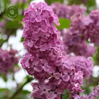 Syringa